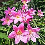 FStening 5 Stück Rosa Niedliche Auffällige Zephyranthes Zwiebel Regen Lilie Wird Für Die Gartenbepflanzung Verwendet DIY Dekorieren Fügen Sie Dem Hausgarten Farbe H