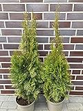2st. Thuja Smaragd 80-100cm im Topf mit einem festen Ballen Hecke Lebensbaum Heckenpflanzen 'Edelthuja'
