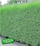 BALDUR-Garten Leyland-Zypressen-Hecke 5 Pflanzen Cupressocyparis ley