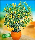 BALDUR Garten Zitronen-Bäumchen, 1 Pflanze Citrus Limon Zitrusp