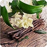 Dark Burner Vanille Aroma 10