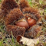 CHTING 5 Stück Kastanie Samen Pflanzen Im Garten Hof Familienhof Ziergartenlandschaft Genießen Sie Die Freude Der E