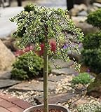 Hochstamm Teppichweide 40-60cm - Salix simulatrix