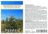 Seedeo® Nordmanntanne (Abies nordmanniana ambrolauri) 20 S