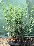 Ligustrum Liguster Heckenpflanze 2-3L Topf gewachsen 60-100