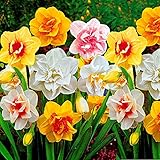 25x Narcissus | 25er Mix Blumenzwiebeln Narzissen | Osterglocken Zwiebeln | Blumenzwiebeln Frühblüher | Ø 12-14