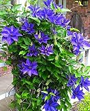 Clematis Rhizom, Erstaunliches Geschenk Garten Garten Heimtextilien Pflanzenzwiebel Seltene Arten/ Magisch / Blühend /-3-Rhizom,L