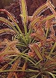 TROPICA - Sonnentau (Drosera capensis) - 200 Samen inklusive Kultursub