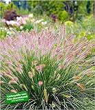 BALDUR-Garten Lampenputzergras Hameln winterhart, 3 Pflanzen Pennisetum Federborstengras, Süßg