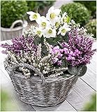 BALDUR Garten Sortiment Winterzauber, 4 Pflanzen Erica carnea & Helleborus Nig