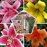 15x Riesen Baum Lilien Zwiebeln Kollektion in 5 Sorten, 3 von jeder Farbe, Mehrjährig und Winterhart Blumenzwiebeln Mix, Mischung aus Holland für Garten und Topf | Zwiebelgröße Ø 14-16