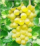 BALDUR Garten Kernlose Tafel-Trauben 'New York®', 1 Pflanze, Weinreben, V
