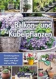 Balkon- und Kübelp