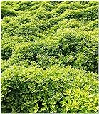 BALDUR Garten Bodendecker Zitronenthymian, 3 Pflanzen Thymus citriodorus aureus Polsterthymian Thymian Pflanzen w
