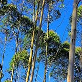 200 Stück Eukalyptus samen die im Freien gepflanzt werden Schöne mehrjährige Bäume mit dichtem Schatten schaffen das perfekte visuelle Fest das von den Menschen geliebt w