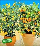 BALDUR Garten Zitronen- & Orangenbaum,2 Pflanzen Citrus Calamondin Citrus Limon Zimmerp