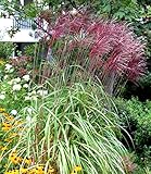 Miscanthus sinensis Red Chief - Chinaschilf - Gras winterhart mehrjährig -17 cm Top