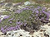 deutscher Thymian Samen mehrjährig (lat. Thymus), 10.000 Samen als Bodendecker bienenfreundliche winterharte Thymiansamen, trockenresistente Sorte (10.000 Samen)