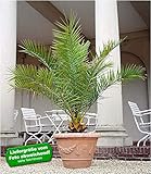 BALDUR-Garten Kanarische Dattelpalme, 1 Pflanze Phoenixp