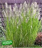 BALDUR-Garten Lampenputzergras Magic,1 Pflanze Pennisetum, Zierg