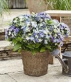 BALDUR-Garten Hortensie'Lady Mata Hari® Blue',1