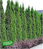 BALDUR-Garten Thuja occidentalis Smaragd Lebensbaum,5 Pflanzen Thujaheck