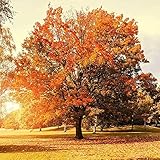 20 Stück Ahorn Samen Rot Gelb Herbstblattbaum Zum Pflanzen Wachsen Sie Ihre Eigene Garten Dekoration Gärtner Geschenke Ourdoors Hohe Keimrate Arbor S