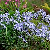 2x Phlox subulata | Blauer Polsterphlox | Bodendecker Winterhart Mehrjährig | Höhe 15-20cm | Topf-Ø 9