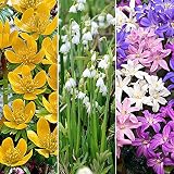 80x Blumenzwiebeln Mix 'Magical Mini Plants' | Sommerknotenblume, Winterling, Schneeglanz | Frühjahrsblüher Zwiebeln W