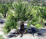 Frostharte Chamaerops humilis Höhe 70-90 cm. Eine der kältetolerantesten Palmenarten in Europ