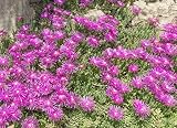 Delosperma cooperi 20