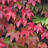 Wilder Wein Mauerwein Parthenocissus quinquefolia Kletterpflanze winterhart - 3 Sorten im Topf zur Auswahl (Parthenocissus tric. Veitchii)