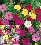 Wunderblume - Four O'Clock - Marvel of Peru - Mirabillis jalapa - 25 S