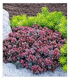 BALDUR Garten Sedum Sun Sparkler® Sedoro Blue Elf, 2 Pflanzen Fetthenne Garten Fettblatt, winterharte Staude, trockenresistent, mehrjährig, bienenfreundlich und schmetterlingsfreundlich, blü