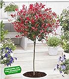 BALDUR Garten Immergrünes Photinia-Stämmchen Little Red Robin® 1 Pflanze Glanzmisp
