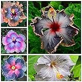 Schwarz:  200 stücke Hibiskus samen 24 arten HIBISCUS ROSA-SINENSIS Blumensamen hibiskusbaum samen für blumentopfp