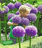 BALDUR Garten Zierlauch Allium 'Globemaster', 3 Zwieb