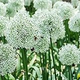 30x Allium stipitatum 'Mount Everest' | 30er Set Gestielter Lauch | Zierlauch Zwiebel winterhart | Allium Zwiebeln | Ø 12-14