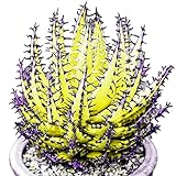 Samen für Gartenarbeit, 100 Stück bunte Aloe Vera Sukkulenten Kräuterbonsai Balkon Garten Pflanzen Dekor – gelbe Aloe Vera S