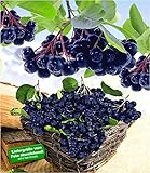 BALDUR Garten Vitaminbeere Apfelbeere 'Aronia Viking', 1 Pflanze Aronia melanocarp