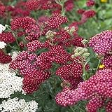 Garten-Schaf-Garbe Achillea millefolium 'Red Velvet' Staude winterhart im Topf gew