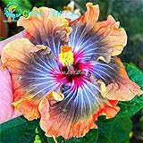 100 Riesen-Hibiskus-Blumensamen Indoor-Mix Farbe Seed DIY Hausgarten Topf oder Hof Blumenpflanze Staude Top