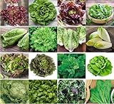 Prademir – Salatsamen Set aus 16 seltenen & alten Sorten – Salat Anzuchtset mit 100% Natursamen handverlesen aus Portugal – Salatsaat mit hoher Keimrate für Garten, Balkon, Terrasse, Gew