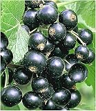 BALDUR Garten Johannisbeeren 'Schwarze Titania', 1 Strauch, Ribes nigrum Johannisbeerstrauch Beerenobst w