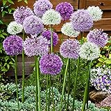 15x Allium caeruleum 'Fantasia' | 15er Mix Zierlauch | Zierlauch Zwiebel winterhart | Allium Zwiebeln Ø 10-12