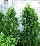 Thuja Lebensbaum'Brabant' 60-70 cm 20 St. Hecke Heckenp