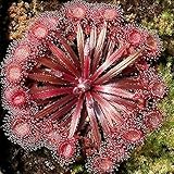 20 Stück Drosera Falconeri Seeds Seltene fleischfressende Attraktive voller Vitalität Sonnentau Samen für den Außenb