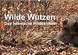 Wilde Wutzen. Das heimische Wildschwein (Wandkalender 2022 DIN A2 quer) [Calendar] von Düren, Alex