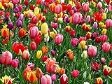 Tulpen Zwiebeln (50 Stück)- Blumenzwiebeln bunte Frühlings Mischung - Grösse 10/11 - mehrjährig - winterhart - SAISONWARE - NUR KURZE ZEIT ERHÄLTLICH