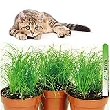 mgc24® Katzengras Cyperus zumula im 12er Topf ca. 20cm hoch - 3er S